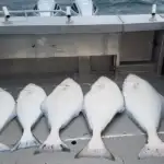 Halibut-Fishing-Charters19