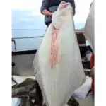 Halibut-Fishing-Charters6