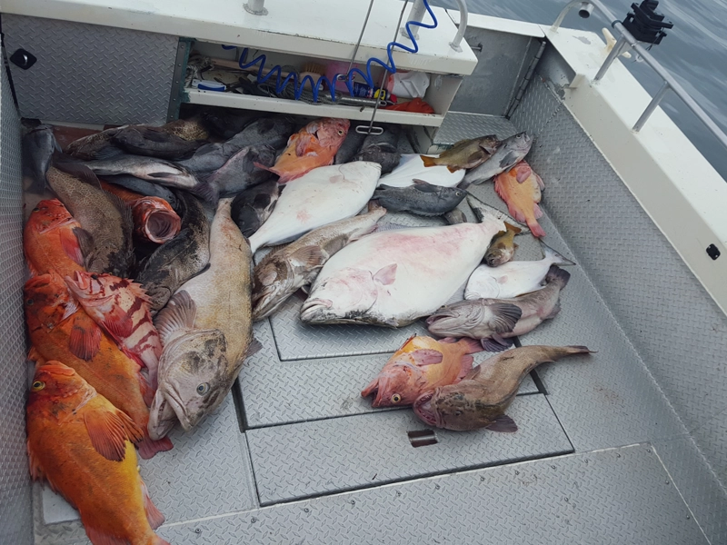 Multi Specie Trip